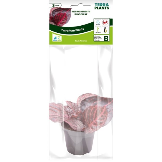 -PT205150-Iresine Herbstii Bloodleaf Terrarium / Vivarium Pflanze