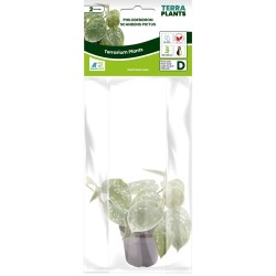 Philodendron Scandens Pictus Terrarium en Vivariumplant