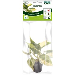 Philodendron Scandens Brasil Terrarium en Vivariumplant