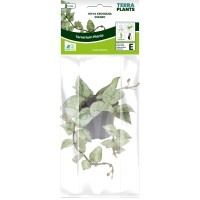 Hoya Krohiana Eskimo Terrarium en Vivariumplant