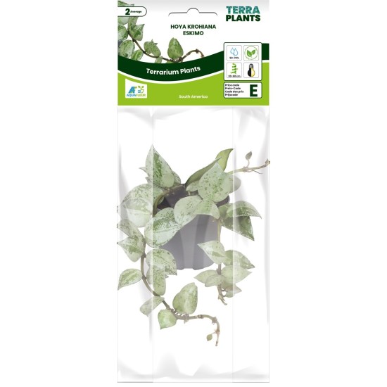 -PT205130-Hoya Krohiana Eskimo Terrarium en Vivariumplant