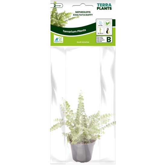 -PT205330-Nephrolepis Exaltata Duffy Farn