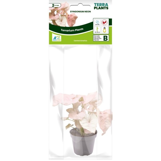 -205070-Fittonia Joly Josan Terrarium and Vivarium Plant