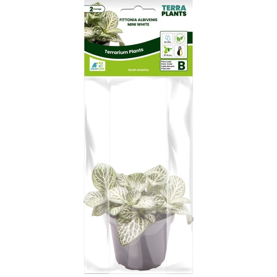 -PT205110-Fittonia Albivenis Mini White Terrarium Vivarium Plant