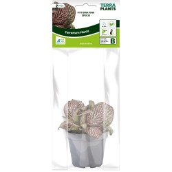 Fittonia Pinc Specic Terrarium en Vivarium Plant