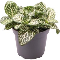 Fittonia Albivenis Mini White Terrarium Vivarium Plant