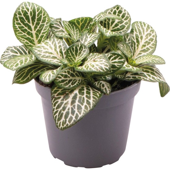 -PT205110-Fittonia Albivenis Mini White Terrarium Vivarium Plant