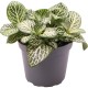 -PT205110-Fittonia Albivenis Mini White Terrarium Vivarium Plant
