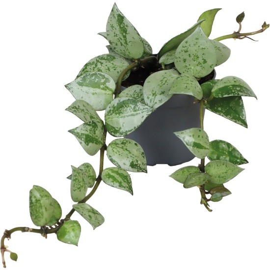 -PT205130-Hoya Krohiana Eskimo Terrarium en Vivariumplant