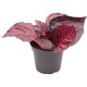 -PT205150-Iresine Herbstii Bloodleaf Terrarium / Vivarium Pflanze