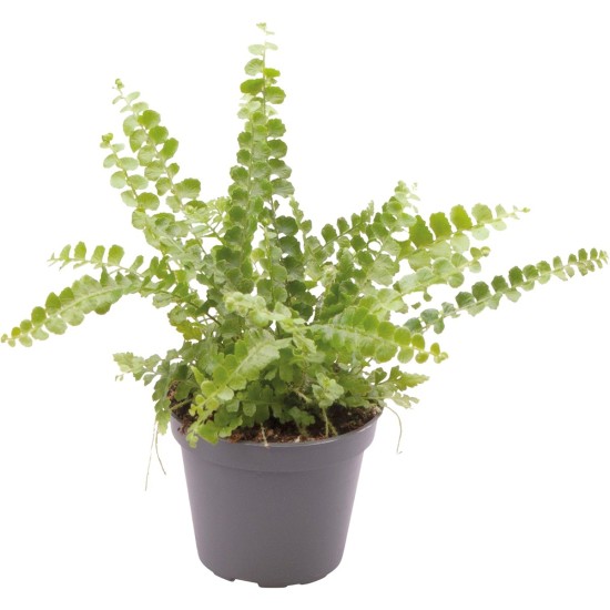 -PT205330-Nephrolepis Exaltata Duffy Farn