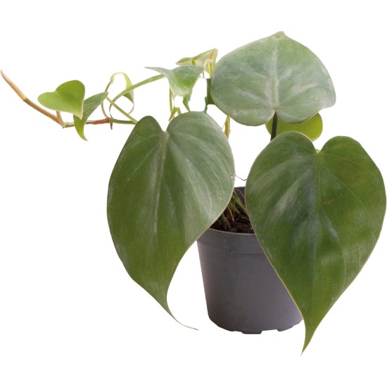 -PT205390-Philodendron Scandens -PT205390-Philodendron Scandens