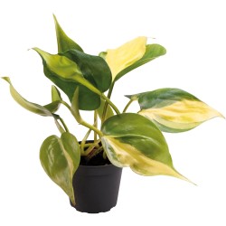 Philodendron Scandens Brasil Terrarium en Vivariumplant