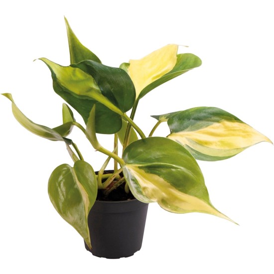 -PT205410-Philodendron Scandens Brasil Terrarium and Vivarium Plant