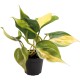 -PT205410-Philodendron Scandens Brasil Terrarium and Vivarium Plant