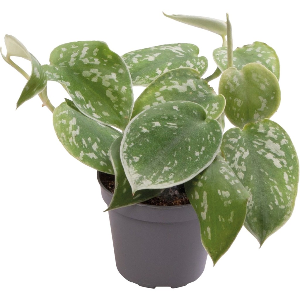 Philodendron Scandens Pictus Terrarium- und Vivariumpflanze - PT205430