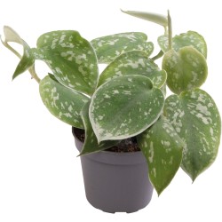 Philodendron Scandens Pictus Terrarium en Vivariumplant