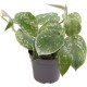 -PT205430-Philodendron Scandens Pictus Terrarium and Vivarium Plant