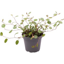 Muehlenbeckia Complexa Terrarium / Vivarium Plant