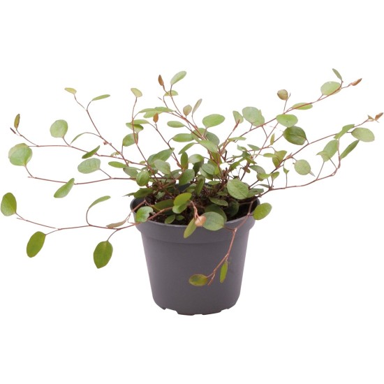 -PT205190-Muehlenbeckia Complexa plante pour terrarium et vivarium
