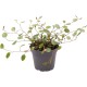 -PT205190-Muehlenbeckia Complexa plante pour terrarium et vivarium