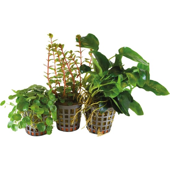 Bioart-PC240020-BIOART Combi Pack Three