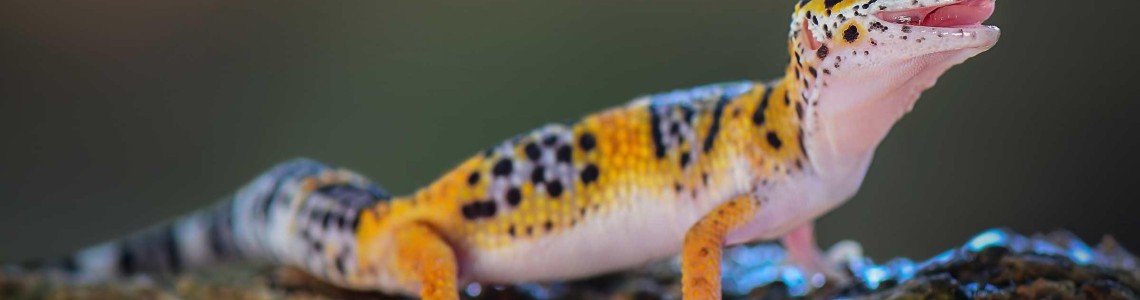 Luipaardgekko verzorgen | Complete verzorgingsgids