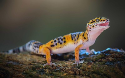 Luipaardgekko verzorgen | Complete verzorgingsgids