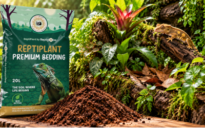 Welke bodem is het beste voor een bioactief terrarium?