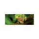 Exo Terra-PT3083-Exo Terra Moss Bendable Vine 6ft Small