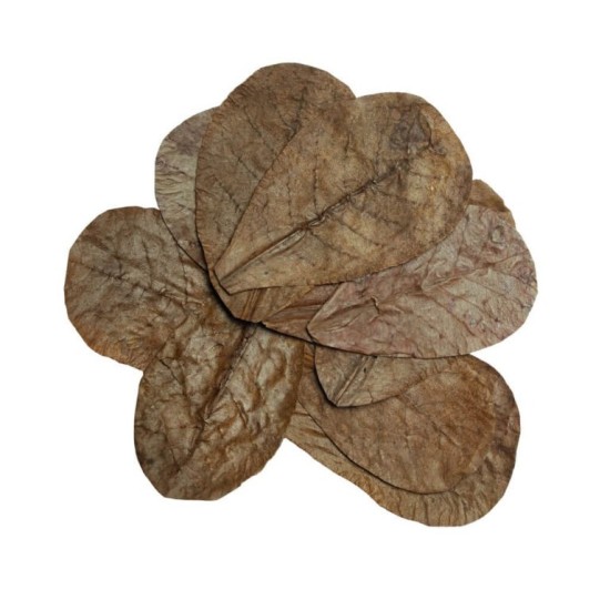 Habistat-R5100825-Habistat Leaves Catappa 10pcs