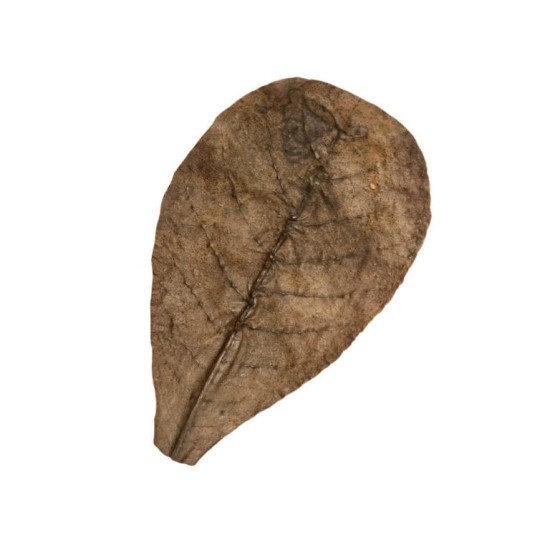 Habistat-R5100825-Habistat Leaves Catappa 10pcs