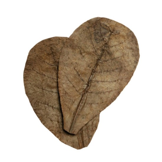 Habistat-R5100825-Habistat Leaves Catappa 10pcs