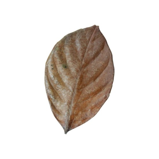 Habistat-R5100835-Habistat Bladeren Jackfruit 10st