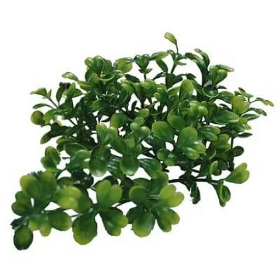 Lucky Reptile Bacopa Farn Schildkrtenpflanze - LR64544