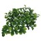 Lucky Reptile Bacopa Fern Turtle Plant