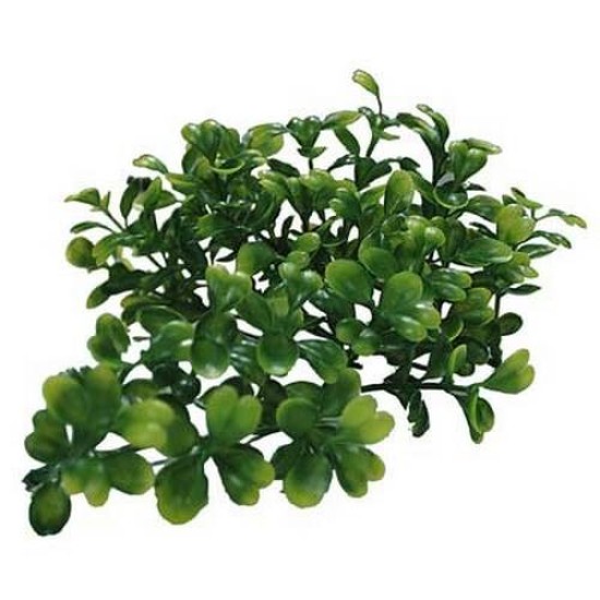 Lucky Reptile-LR64544-Lucky Reptile Bacopa Fern Turtle Plant