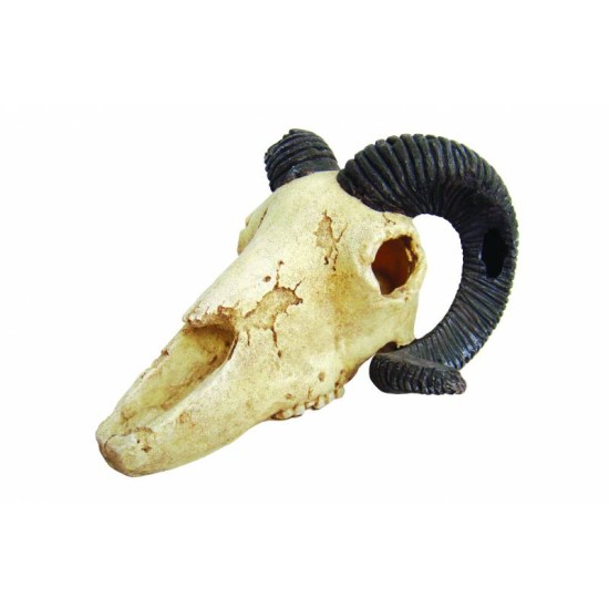 Lucky Reptile Deco Skull Ram