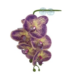 Pangea Reptile Hängende Orchideen Lila & Gelb Pangea Reptile Hängende Orchideen Lila & Gelb