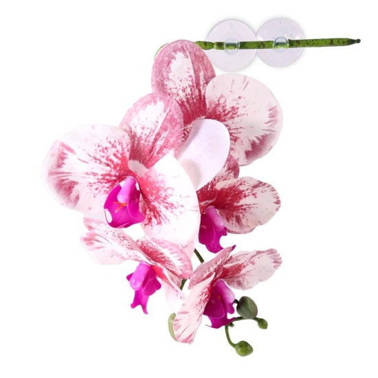 Pangea Reptile Hanging Orchids White