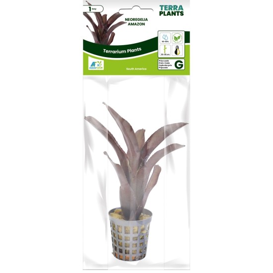 -PT205210-Neoregelia Amazon
