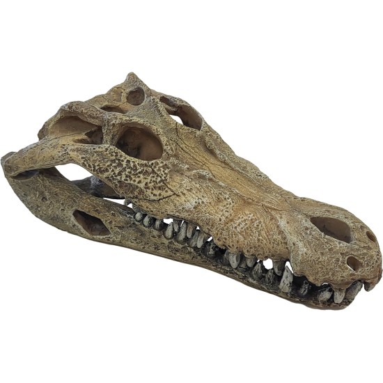 --REPTO Deco Crocodile Skull L