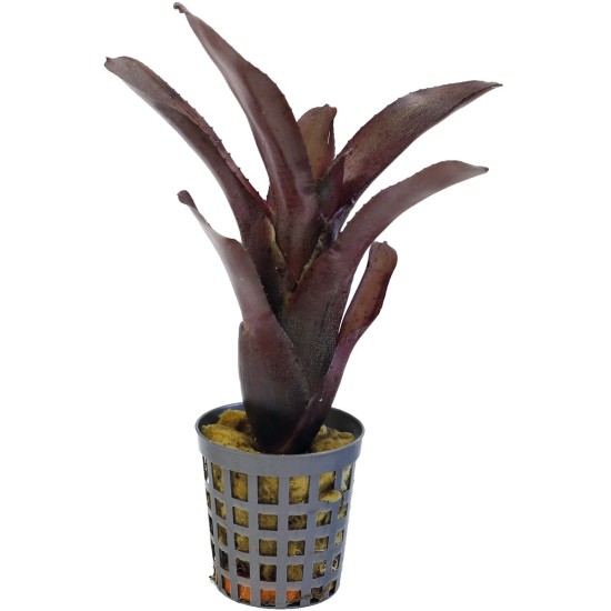 -PT205210-Neoregelia Amazon