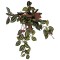Repto Plant Hanging Red Back 46cm