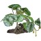 Repto Plant on Deco Begonia