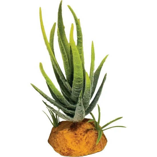 aloe for constipation Aloes L-Casei main image 1