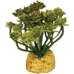 Arbre Cactus Plante Repto Arbre Cactus Plante Repto