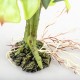 Terra Della-242/480793-Terra Della Monstera grün mittel Kunstpflanze für Terrarien Terra Della-242/480793-Terra Della Monstera grün mittel Kunstpflanze für Terrarien
