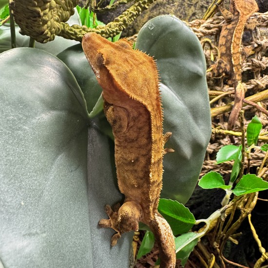 Terra Della-242/480816-Terra Della Alocasia Groen Large