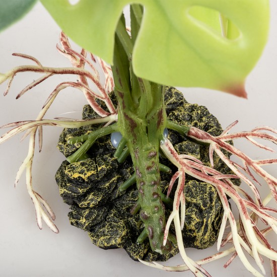 Terra Della-242/480816-Terra Della Alocasia Groen Large